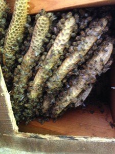 Dawsonville Bee Hive Removal