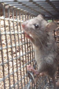 Crabapple Rat Trapping Job