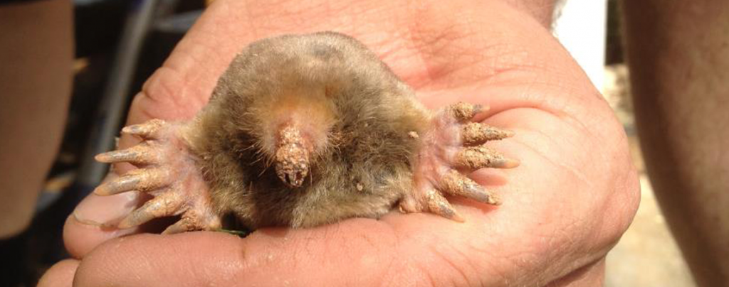 A mole being held.