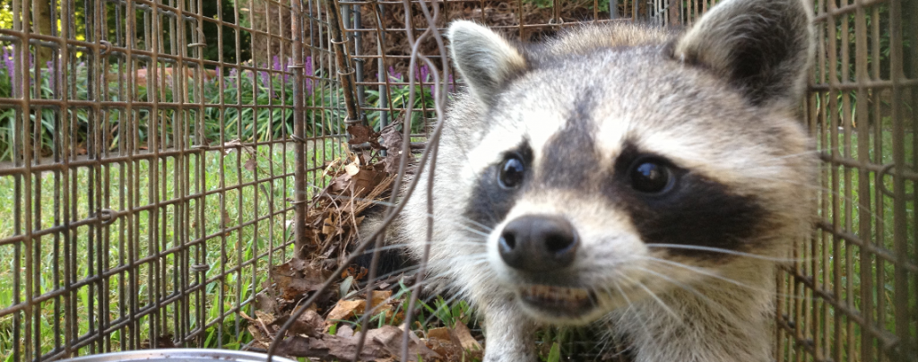 A Raccoon in a humane cage trap.