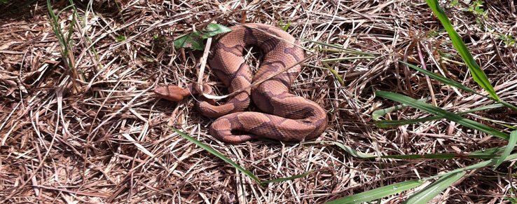 copperhead snake removal.