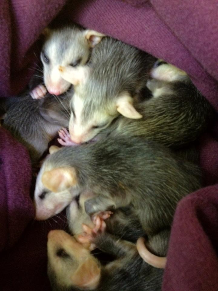 baby possum removal
