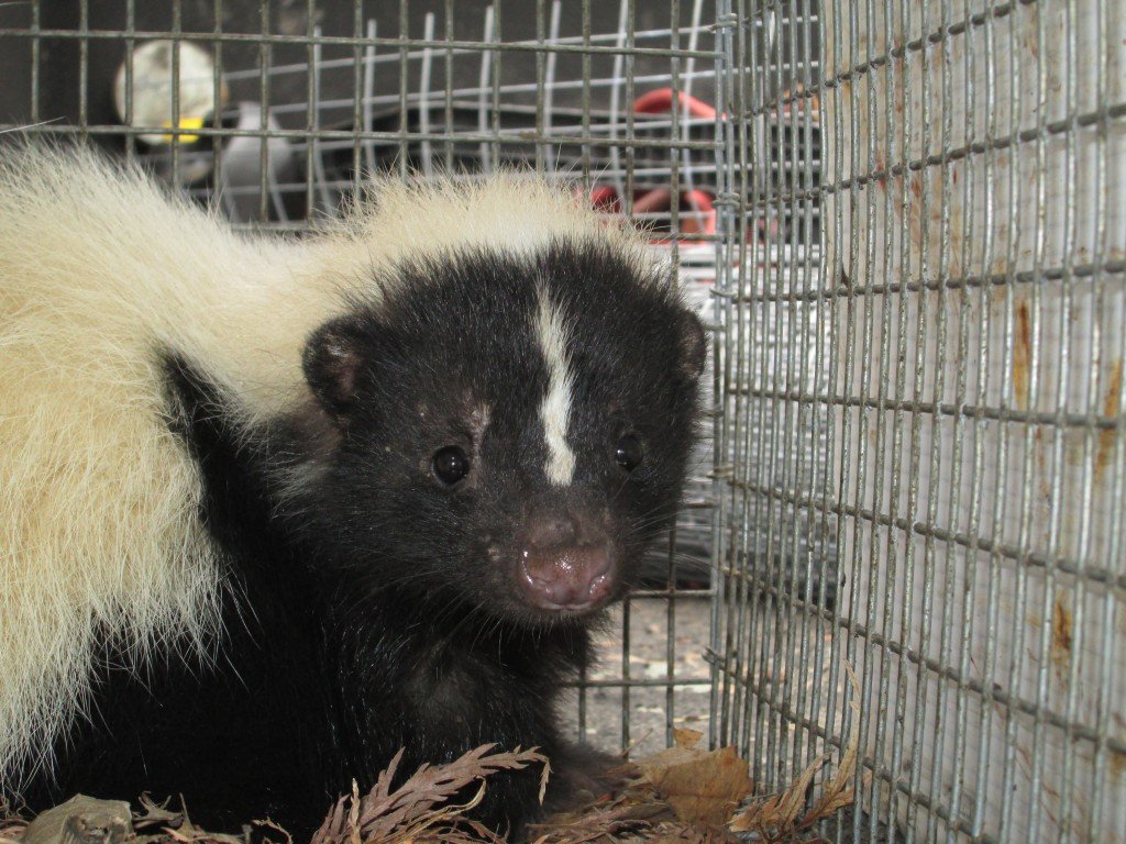 skunk trapping