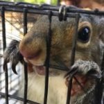 squirrel trapped
