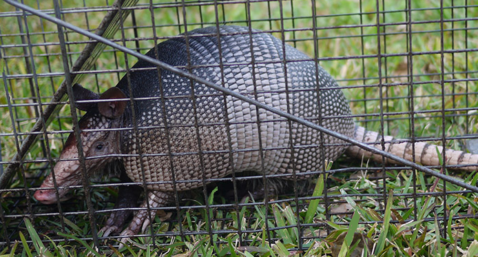Armadillo in a humane cage trap - Southern Wildlife Management