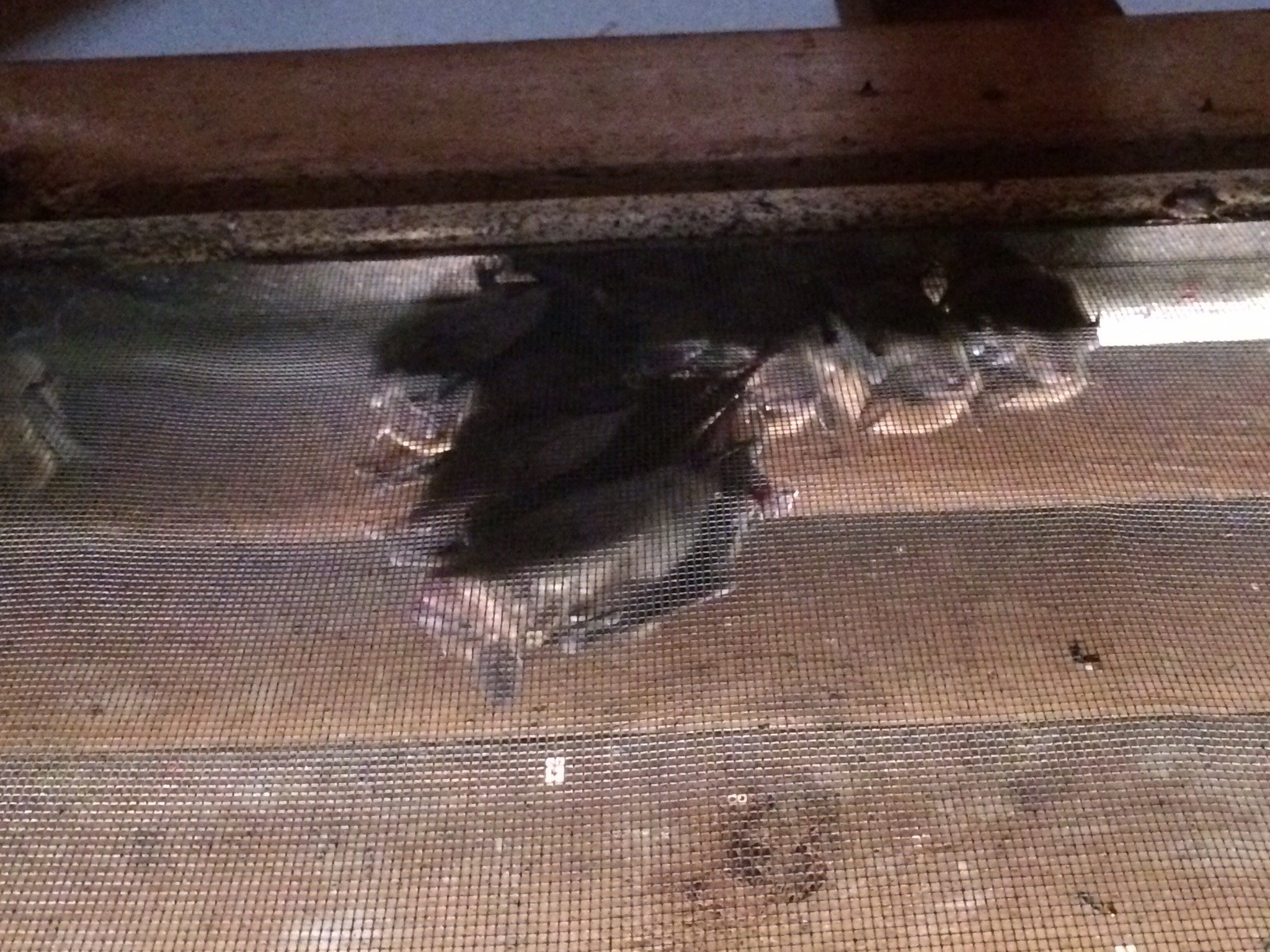 bats in attic