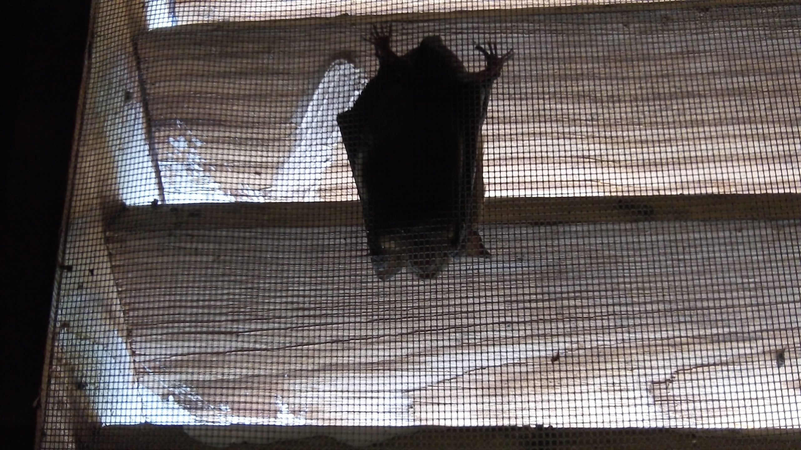 Bat in Gable (3)
