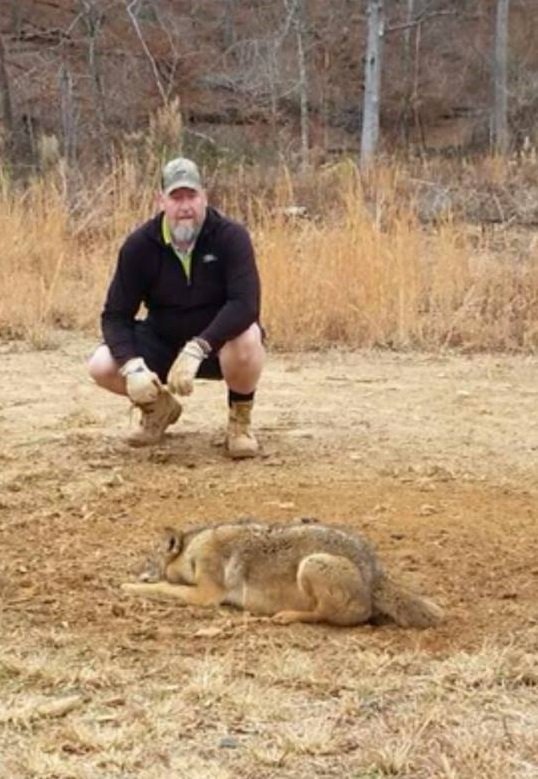 Coyote Trapping