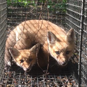 fox trapping