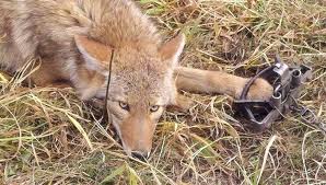 coyote trapping