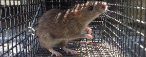 A Rat in a humane cage trap.