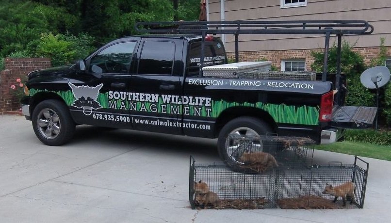 Animal Trapping & Removal Services by Southern Wildlife Mgmt