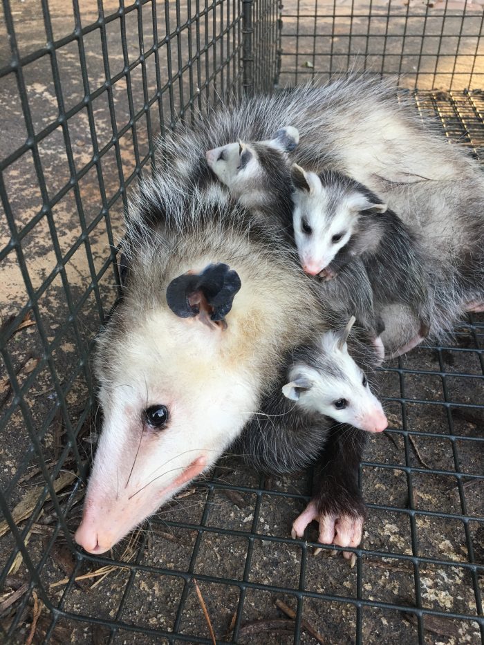 Affordable Possum Trapping from Alpharetta to Dawsonville