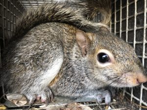 A Grey Squirrel in a humane cage trap awaiting relocation.