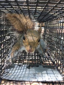 squirrel trapping