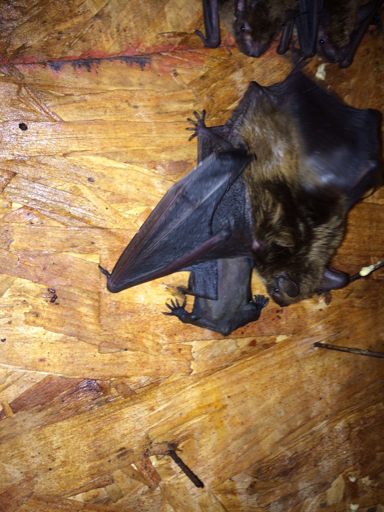 bat with baby
